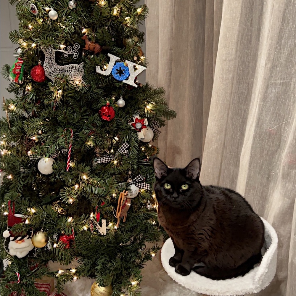 Meet your Posher & our kitties!! - Picture 10 of 16